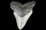 Bargain, Megalodon Tooth - North Carolina #76349-1